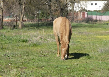Pferd und Schuppen
