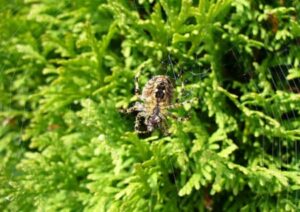 Spider