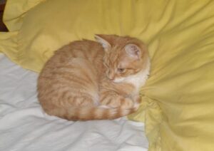 Tiere im Bett