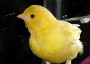 Kanarienvogel handzahm machen