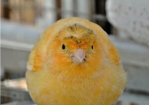 Kanarienvogel