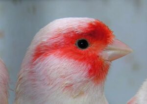 Kanarienvogel Verhalten