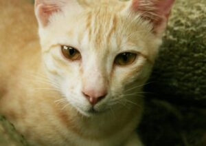 Katze