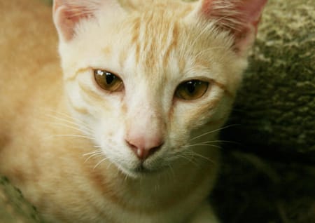 Katze