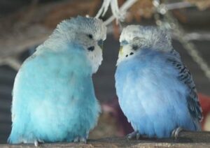 Kranker Vogel