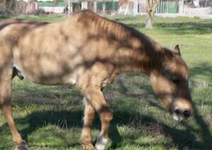 Pferd Scharren