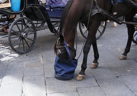Pferde Fresssack