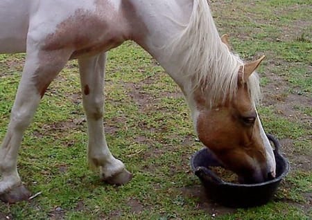 fressendes Pferd