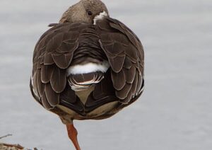 Schlafender Vogel