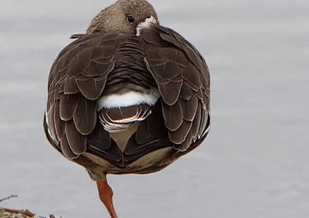 Sleeping bird