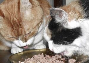 selbstgemachtes Katzenfutter