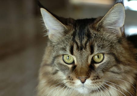 Katze Farbrassen