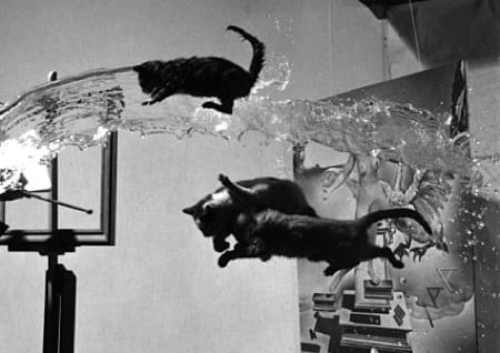 Katzen im Fall