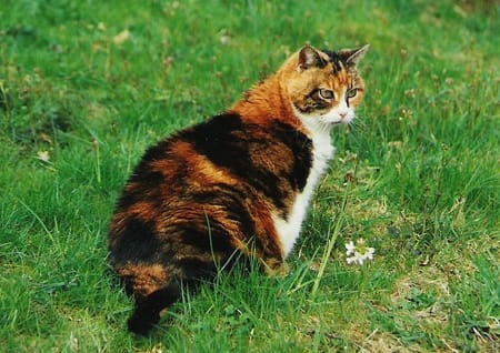 Katze Harlekin