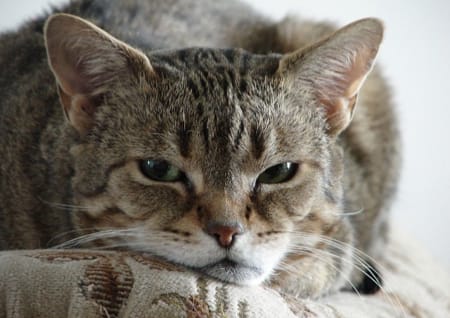Katze Tigerkatze
