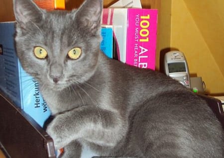 Katze grau