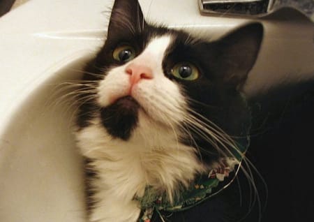 Katze schwarzweiss