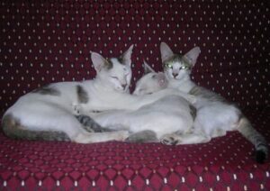 Cats together