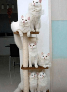 Cat tree