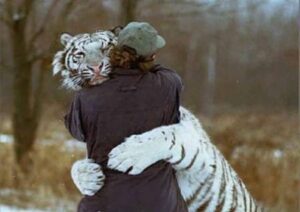 Lustige Bilder: Tiger und Mensch