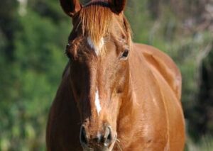 Pferd Stehtag