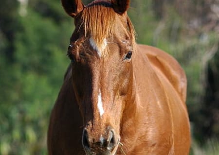 Pferd Stehtag