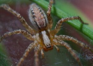 Spinne als Haustier