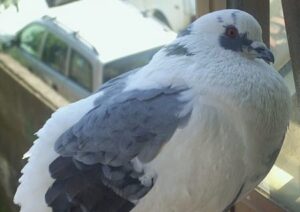 Taubenpflege