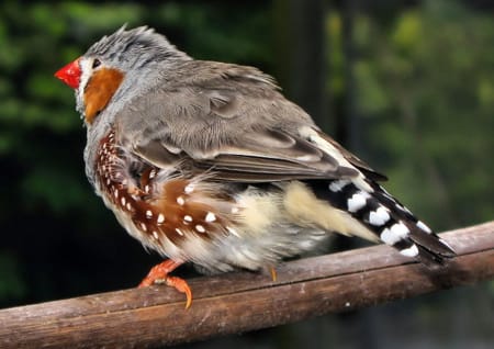 Zebrafinken