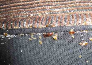 Bed bugs
