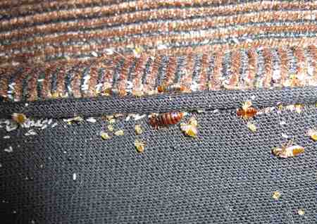Bed bugs