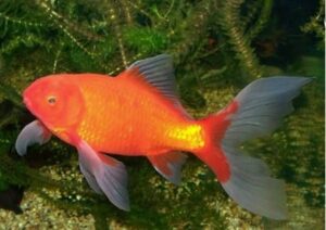 Goldfisch