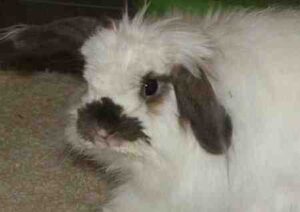 Wash rabbits