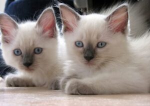 Katzenkinder