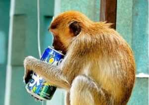 Lustige Bilder: Äffchen trinkt Limonade