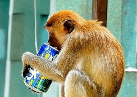Lustige Bilder: Äffchen trinkt Limonade