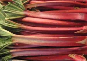 Rhubarb harvest