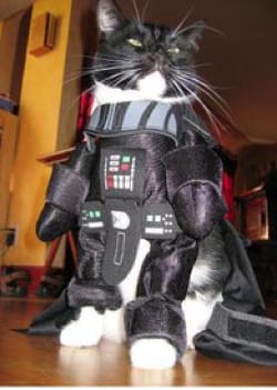 Darth Vader Katze