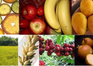 Foods with Negative Calories