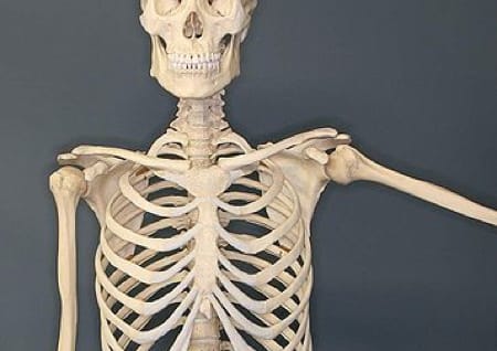 Bones
