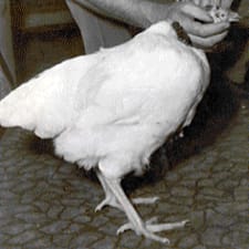 Mike, the headless cock2