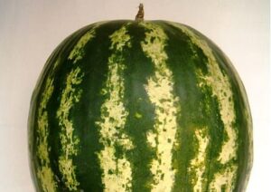 Wassermelone