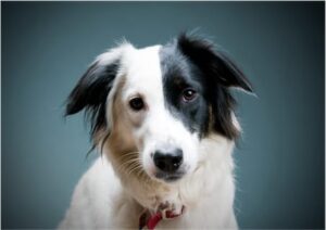 Hund aus dem Tierheim