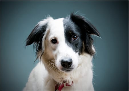 Dog from the shelter