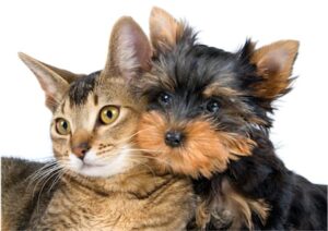 Hund und Katze zusmamen