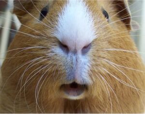 Meerschweinchen zu dick