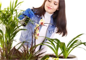 Houseplants