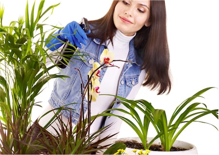 Houseplants