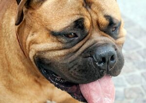 Wenn Hunde Dreck fressen