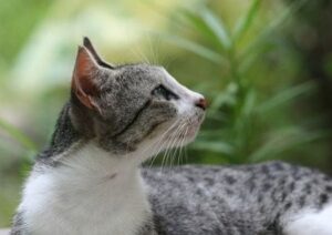 Katze mit schönem Fell